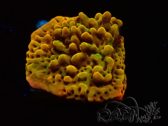 WYSIWYG RAH Montipora Passion Fruit
