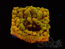 WYSIWYG RAH Montipora Passion Fruit