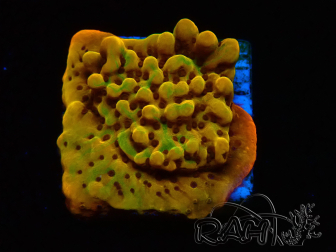 WYSIWYG RAH Montipora Passion Fruit