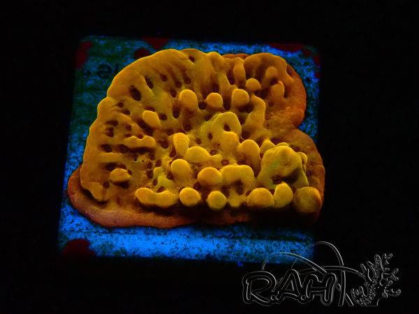WYSIWYG RAH Montipora Passion Fruit