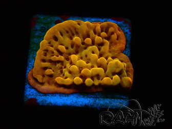 WYSIWYG RAH Montipora Passion Fruit