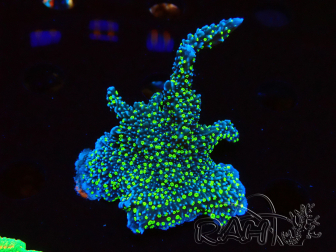 WYSIWYG Montipora hispida Hulk