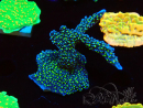 WYSIWYG Montipora hispida Hulk