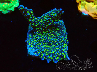 WYSIWYG Montipora hispida Hulk