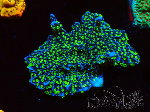 WYSIWYG Montipora hispida Hulk