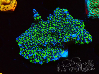 WYSIWYG Montipora hispida Hulk