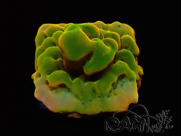 WYSIWYG RAH Montipora Orange Punch