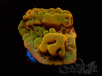 WYSIWYG RAH Montipora Orange Punch
