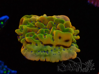 WYSIWYG RAH Montipora Orange Punch 11K7