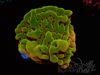 WYSIWYG RAH Montipora Orange Punch 11K8