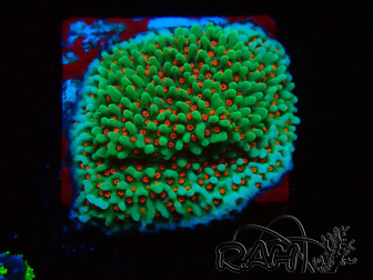 WYSIWYG Montipora Grinch 11L1