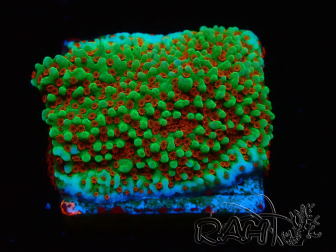 WYSIWYG Montipora Grinch 11L2