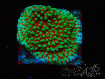 WYSIWYG Montipora Grinch 11L3