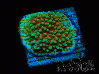 WYSIWYG Montipora Grinch