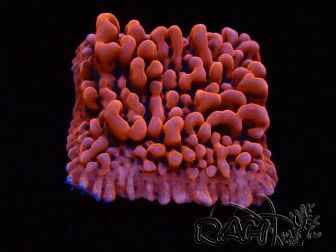 WYSIWYG JF Mean Streak Montipora