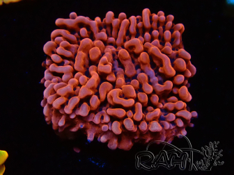 WYSIWYG JF Mean Streak Montipora