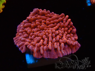 WYSIWYG JF Mean Streak Montipora