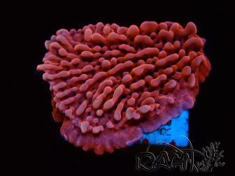 WYSIWYG JF Mean Streak Montipora 11L8