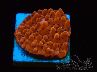 WYSIWYG RAH Montipora Princess Peach 11M1