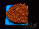 WYSIWYG RAH Montipora Princess Peach