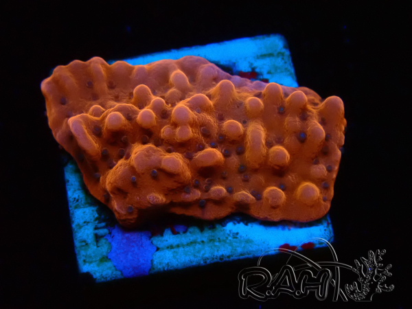 WYSIWYG RAH Montipora Princess Peach