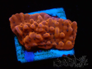 WYSIWYG RAH Montipora Princess Peach