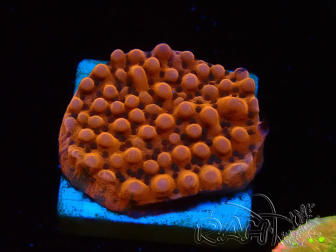 WYSIWYG RAH Montipora Princess Peach