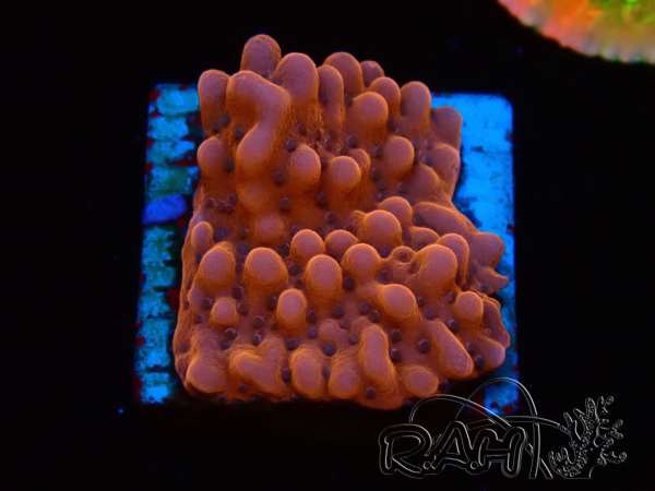 WYSIWYG RAH Montipora Princess Peach 11M4