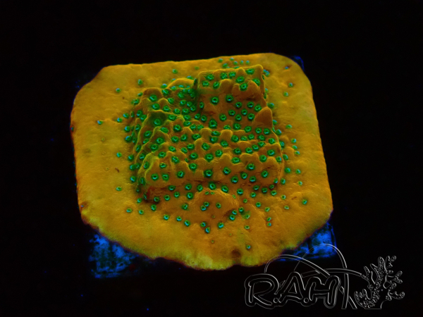 WYSIWYG RAH Montipora Acid Orange