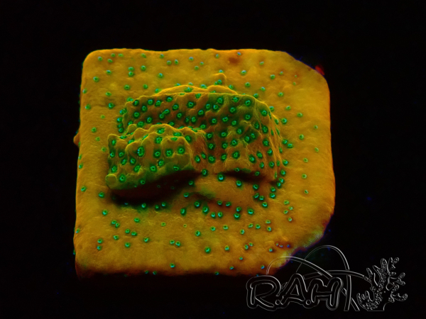 WYSIWYG RAH Montipora Ácido Naranja