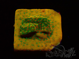 WYSIWYG RAH Montipora Acid Orange