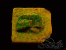 WYSIWYG RAH Montipora Acid Orange 11M6