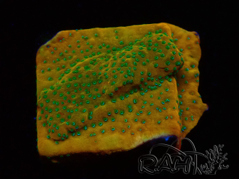WYSIWYG RAH Montipora Acid Orange