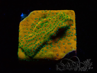 WYSIWYG RAH Montipora Acid Orange