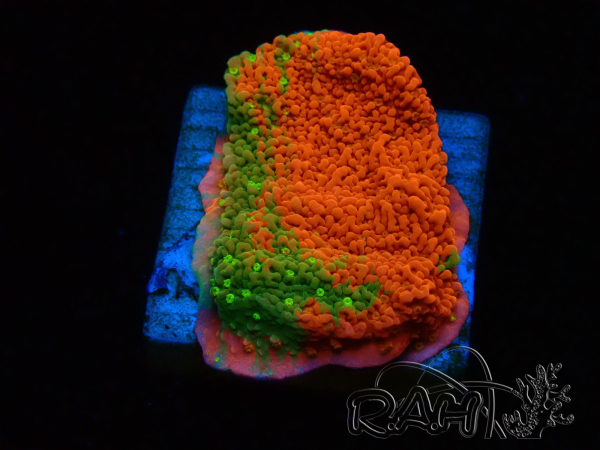 WYSIWYG WWC Sunfire GRAFTED Montipora plateau 11N5