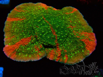 WYSIWYG WWC Sunfire GRAFTED Montipora plateau 11N6