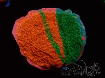 WYSIWYG Montipora plateau INNESTATO ULTRA