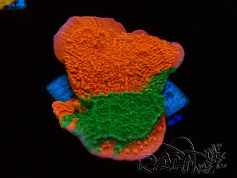 WYSIWYG Montipora plateau GRAFTED ULTRA 11O6