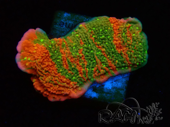 WYSIWYG WWC Sunfire GRAFTED Montipora plateau