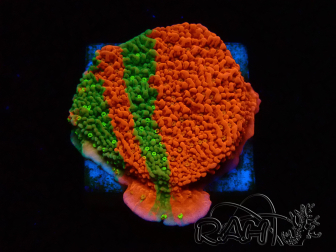 WYSIWYG WWC Sunfire GRAFTED Montipora plateau