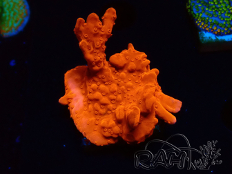 WYSIWYG Montipora Setosa Green Grafted