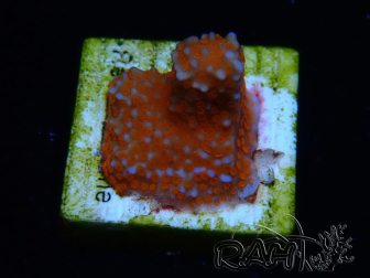 WYSIWYG Montipora Superman