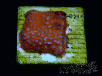 WYSIWYG Montipora Superman