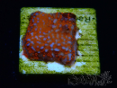 WYSIWYG Montipora Superman