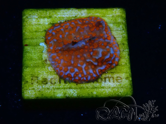 WYSIWYG Montipora Superman