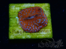 WYSIWYG Montipora Superman