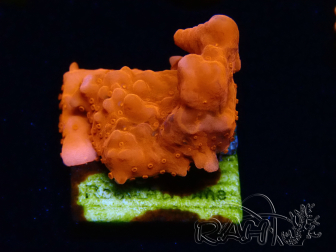 WYSIWYG Montipora Setosa Purple Grafted