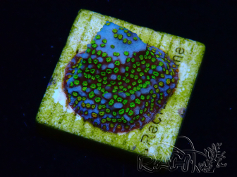 WYSIWYG Montipora Ultraman