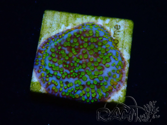 WYSIWYG Montipora Ultraman