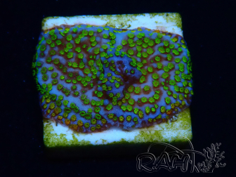 WYSIWYG Montipora ultraman